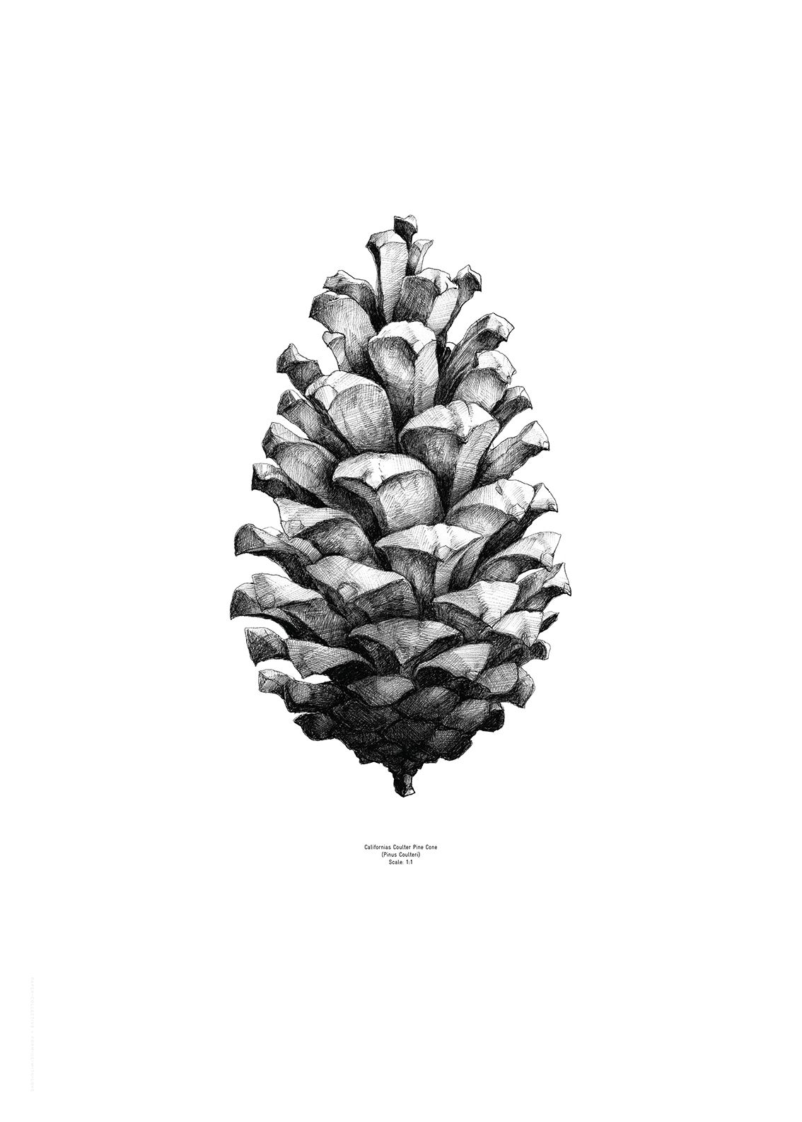 Pine cone background illustration